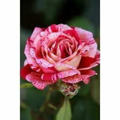 BAUHAUS Kletterrose Rosa 'Colibri'®, Rosa Weiß