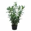 BAUHAUS Piardino Kirschlorbeer Prunus Laurocerasus Etna -Gartenpflanzen Verkäufe 12 775