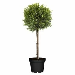 BAUHAUS Piardino Leyland-Zypresse Cupressocyparis Leylandii 'Castlewellan Gold', Niederstamm, 26 Cm