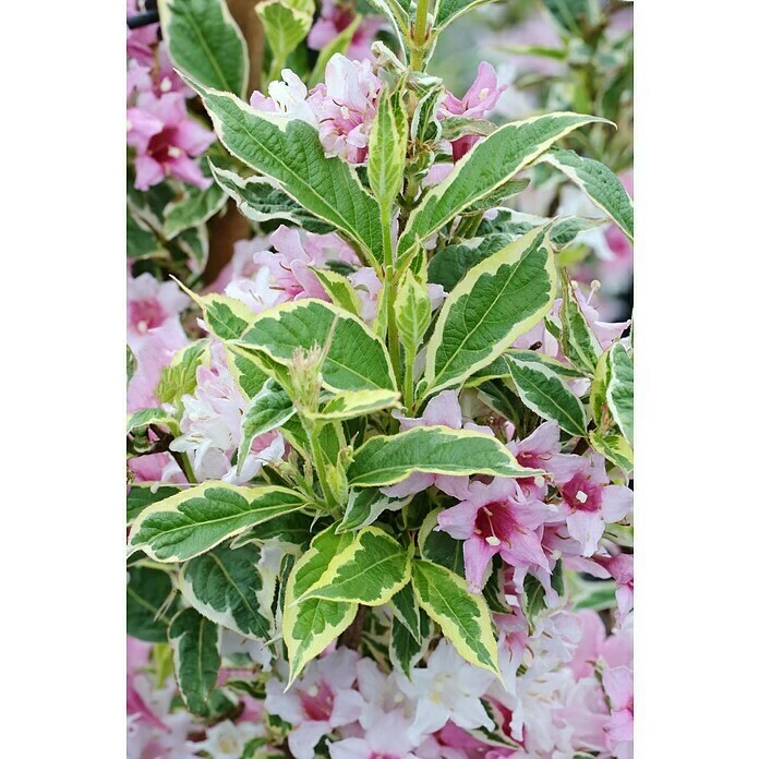 BAUHAUS Weigelie Weigela Florida 'Nana Variegata', 30 Cm - 50 Cm 3 BAUHAUS Weigelie Weigela Florida 'Nana Variegata', 30 Cm - 50 Cm