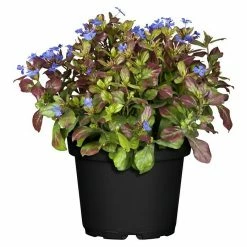 BAUHAUS Piardino Bleiwurz Topfgröße: 13 Cm