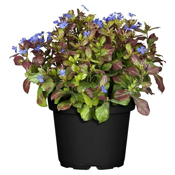 BAUHAUS Piardino Bleiwurz Topfgröße: 13 Cm 3 BAUHAUS Piardino Bleiwurz Topfgröße: 13 Cm