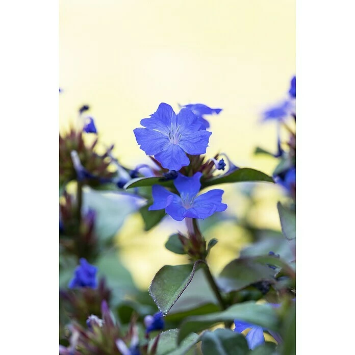 BAUHAUS Piardino Bleiwurz Topfgröße: 13 Cm 4 BAUHAUS Piardino Bleiwurz Topfgröße: 13 Cm – Bild 2