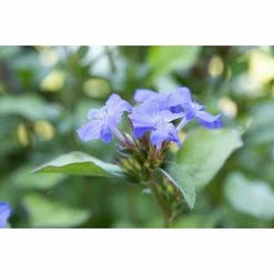 BAUHAUS Piardino Bleiwurz Topfgröße: 13 Cm 8 BAUHAUS Piardino Bleiwurz Topfgröße: 13 Cm -Gartenpflanzen Verkäufe 12 783