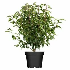 BAUHAUS Piardino Portugiesische Lorbeerkirsche Angustifolia Prunus Lusitanica 'Angustifolia'