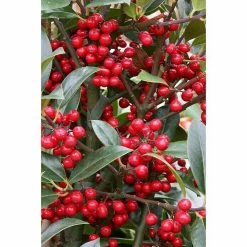 BAUHAUS Stechpalme Ilex Aquifolium 'Limsi'®, Weiß, Topfvolumen: 6 L