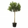 BAUHAUS Piardino Pinie Pinus Pinea 2 BAUHAUS Piardino Pinie Pinus Pinea -Gartenpflanzen Verkäufe 12 791