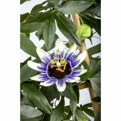 BAUHAUS Piardino Passionsblume Passiflora Caerulea, Blütenfarbe: Blau/Weiß