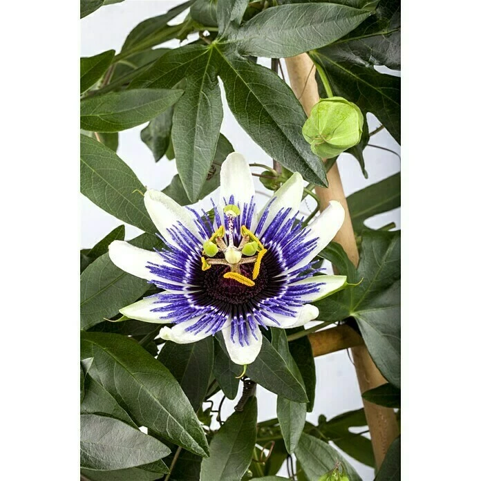 BAUHAUS Piardino Passionsblume Passiflora Caerulea, Blütenfarbe: Blau/Weiß 3 BAUHAUS Piardino Passionsblume Passiflora Caerulea, Blütenfarbe: Blau/Weiß
