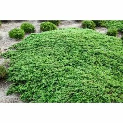 BAUHAUS Piardino Koniferen-Mix Bodendeckend Coniferales, Topfgröße: 13 Cm