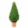 BAUHAUS Piardino Buchsbaum Buxus Sempervirens, Topfvolumen: 3 L