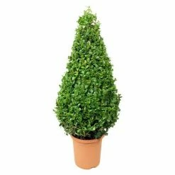 BAUHAUS Piardino Buchsbaum Buxus Sempervirens, Topfvolumen: 3 L