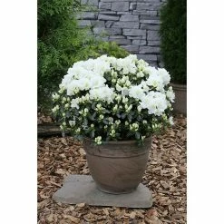 BAUHAUS Japanische Azalee Rhododendron Obtusum 'Maischnee'®, Topfvolumen: 2,3 L, Weiß