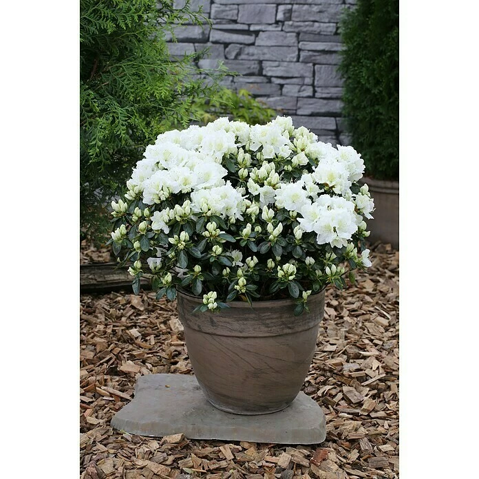 BAUHAUS Japanische Azalee Rhododendron Obtusum 'Maischnee'®, Topfvolumen: 2,3 L, Weiß 3 BAUHAUS Japanische Azalee Rhododendron Obtusum 'Maischnee'®, Topfvolumen: 2,3 L, Weiß