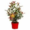 BAUHAUS Glanzmispel Photinia Fraseri 'Devils Dream'®, 10 L -Gartenpflanzen Verkäufe 12 80