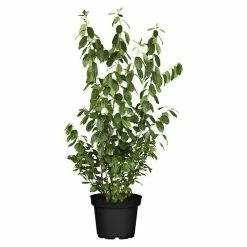 BAUHAUS Piardino Kirschlorbeer Prunus Laurocerasus