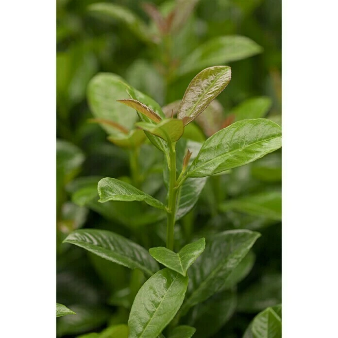 BAUHAUS Piardino Kirschlorbeer Prunus Laurocerasus 4 BAUHAUS Piardino Kirschlorbeer Prunus Laurocerasus – Bild 2