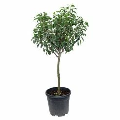 BAUHAUS Piardino Portugiesische Lorbeerkirsche Prunus Lusitanica 'Angustifolia', Niederstamm, Topfgröße: 26 Cm