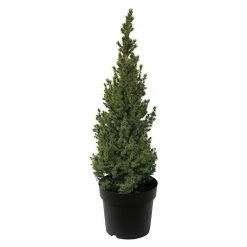 BAUHAUS Zuckerhut-Fichte Picea Glauca 'Sander's Blue', Aktuelle Wuchshöhe: 20 Cm - 30 Cm
