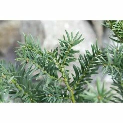 BAUHAUS Piardino Heimische Eibe Taxus Baccata 9 BAUHAUS Piardino Heimische Eibe Taxus Baccata -Gartenpflanzen Verkäufe 12 813