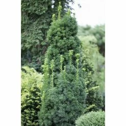 BAUHAUS Piardino Heimische Eibe Taxus Baccata 11 BAUHAUS Piardino Heimische Eibe Taxus Baccata -Gartenpflanzen Verkäufe 12 815