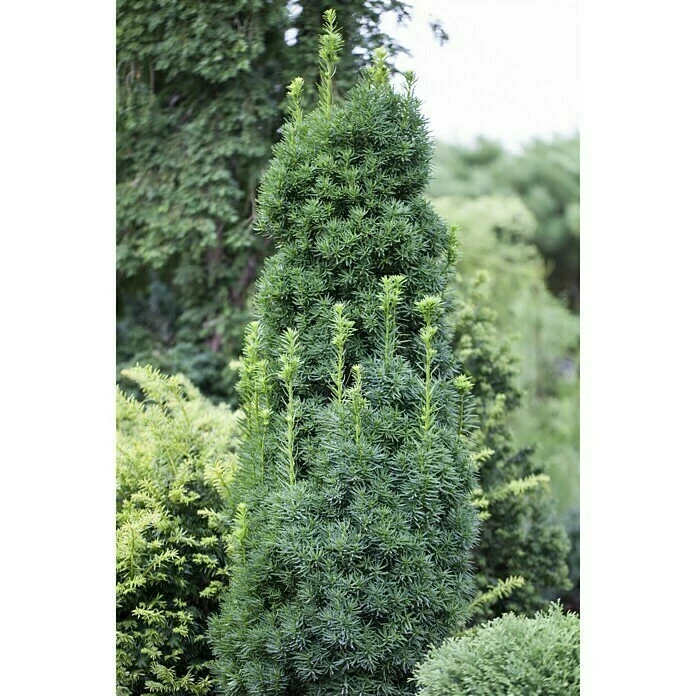 BAUHAUS Piardino Heimische Eibe Taxus Baccata 6 BAUHAUS Piardino Heimische Eibe Taxus Baccata – Bild 4