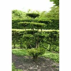 BAUHAUS Piardino Heimische Eibe Taxus Baccata 12 BAUHAUS Piardino Heimische Eibe Taxus Baccata -Gartenpflanzen Verkäufe 12 816