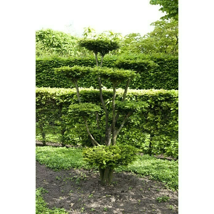 BAUHAUS Piardino Heimische Eibe Taxus Baccata 7 BAUHAUS Piardino Heimische Eibe Taxus Baccata – Bild 5