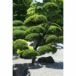 BAUHAUS Piardino Heimische Eibe Taxus Baccata 13 BAUHAUS Piardino Heimische Eibe Taxus Baccata -Gartenpflanzen Verkäufe 12 817