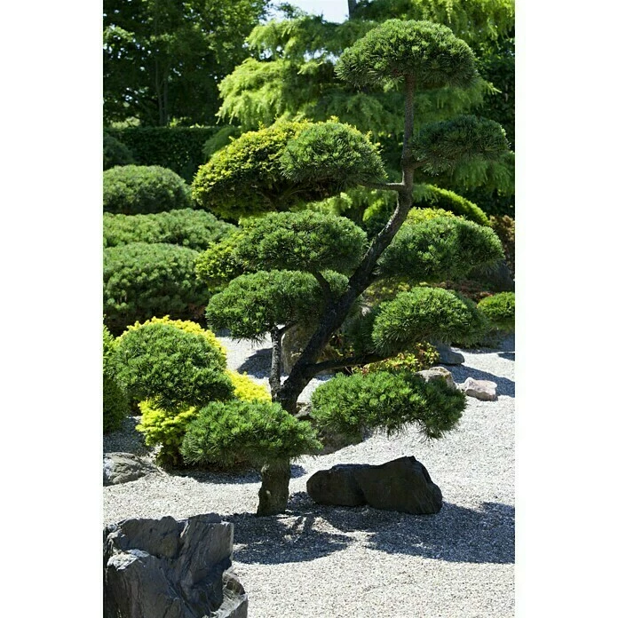 BAUHAUS Piardino Heimische Eibe Taxus Baccata 8 BAUHAUS Piardino Heimische Eibe Taxus Baccata – Bild 6