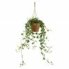 BAUHAUS Piardino Efeu Hedera Helix, Topfgröße: 18 Cm 1 BAUHAUS Piardino Efeu Hedera Helix, Topfgröße: 18 Cm -Gartenpflanzen Verkäufe 12 818
