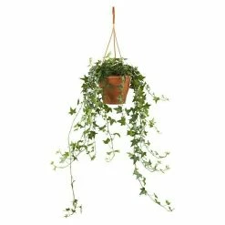 BAUHAUS Piardino Efeu Hedera Helix, Topfgröße: 18 Cm