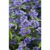 BAUHAUS Bartblume Caryopteris Clandonensis 'Blue Balloon'® 1 BAUHAUS Bartblume Caryopteris Clandonensis 'Blue Balloon'® -Gartenpflanzen Verkäufe 12 82