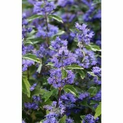 BAUHAUS Bartblume Caryopteris Clandonensis 'Blue Balloon'®