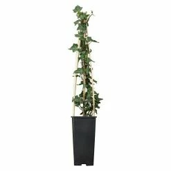 BAUHAUS Piardino Efeu Hedera Helix, Topfgröße: 18 Cm -Gartenpflanzen Verkäufe 12 820