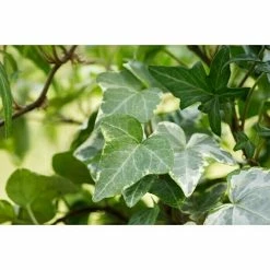BAUHAUS Piardino Efeu Hedera Helix, Topfgröße: 18 Cm -Gartenpflanzen Verkäufe 12 821