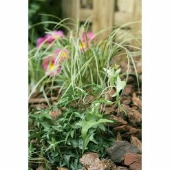 BAUHAUS Piardino Efeu Hedera Helix, Topfgröße: 18 Cm -Gartenpflanzen Verkäufe 12 822