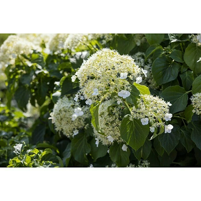 BAUHAUS Piardino Kletterhortensie Hydrangea Petiolaris 3 BAUHAUS Piardino Kletterhortensie Hydrangea Petiolaris