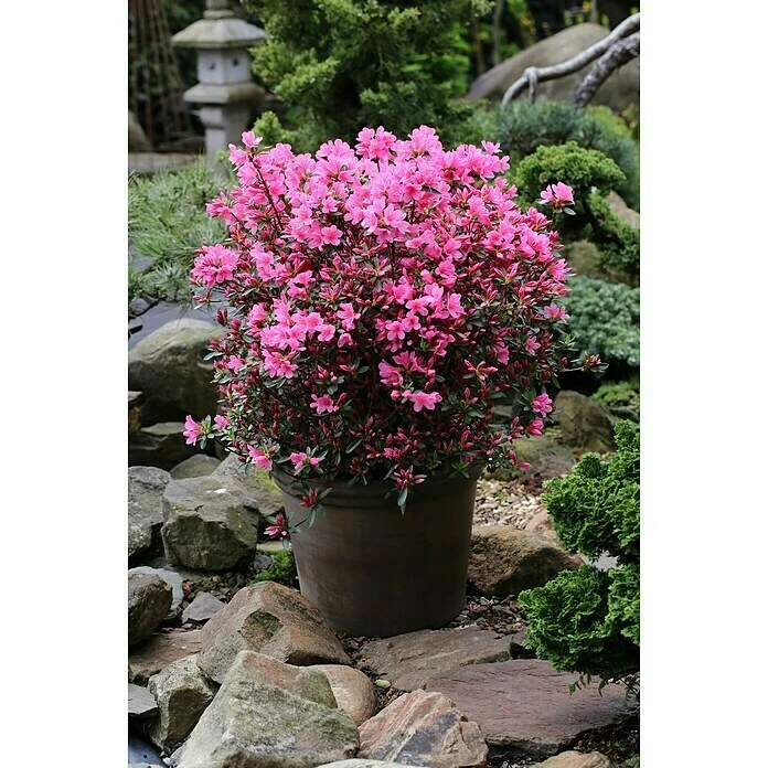 BAUHAUS Japanische Azalee Rhododendron Obtusum 'Madame Albert V. Hecke', Topfvolumen: 20 L, Rosa 3 BAUHAUS Japanische Azalee Rhododendron Obtusum 'Madame Albert V. Hecke', Topfvolumen: 20 L, Rosa