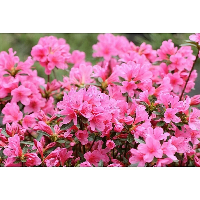 BAUHAUS Japanische Azalee Rhododendron Obtusum 'Madame Albert V. Hecke', Topfvolumen: 20 L, Rosa 4 BAUHAUS Japanische Azalee Rhododendron Obtusum 'Madame Albert V. Hecke', Topfvolumen: 20 L, Rosa – Bild 2