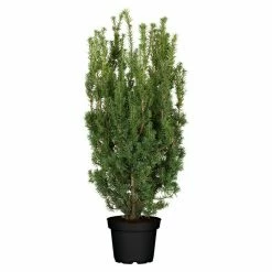 BAUHAUS Piardino Heimische Eibe Taxus Media 'Rising Star'