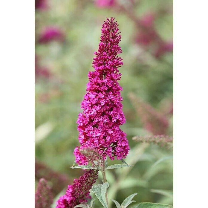 BAUHAUS Sommerflieder Buddleja Davidii 'Buzz Velvet'(S), Purpurrot 3 BAUHAUS Sommerflieder Buddleja Davidii 'Buzz Velvet'(S), Purpurrot