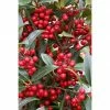 BAUHAUS Bergilex Kugel Ilex Maxima 'Impala'®, Aktuelle Wuchshöhe: 15 Cm - 20 Cm -Gartenpflanzen Verkäufe 12 830