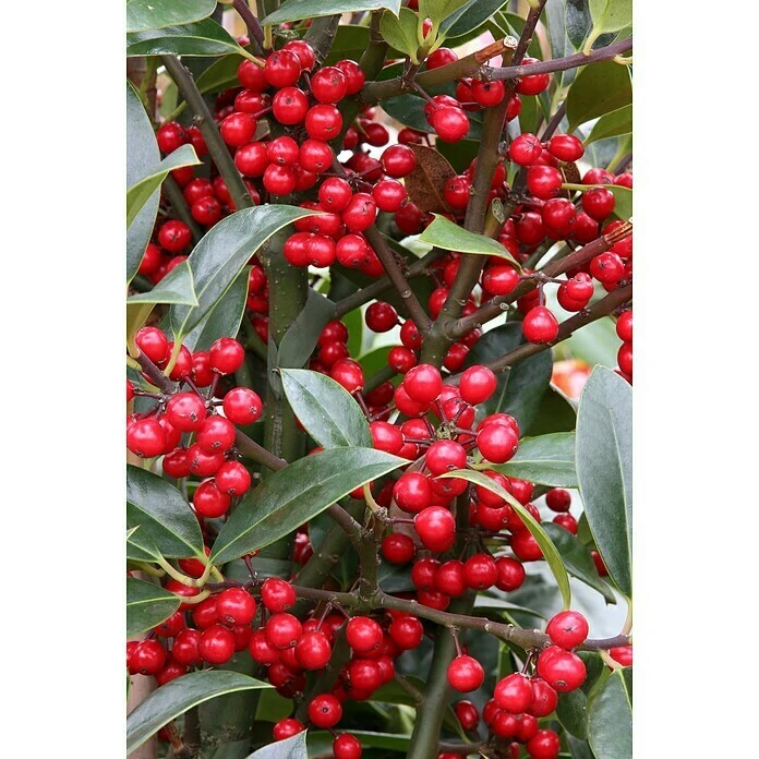 BAUHAUS Bergilex Kugel Ilex Maxima 'Impala'®, Aktuelle Wuchshöhe: 15 Cm - 20 Cm 3 BAUHAUS Bergilex Kugel Ilex Maxima 'Impala'®, Aktuelle Wuchshöhe: 15 Cm - 20 Cm