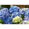 BAUHAUS Ballhortensie Hydrangea Diva Fiore® Blau, Topfvolumen: 12 L, Blau -Gartenpflanzen Verkäufe 12 831
