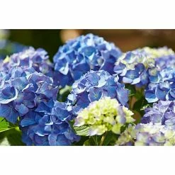 BAUHAUS Ballhortensie Hydrangea Diva Fiore® Blau, Topfvolumen: 12 L, Blau