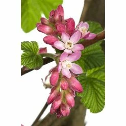 BAUHAUS Piardino Blutjohannisbeere Ribes Sanguineum, Blütenfarbe: Rosa -Gartenpflanzen Verkäufe 12 834