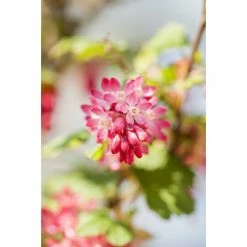 BAUHAUS Piardino Blutjohannisbeere Ribes Sanguineum, Blütenfarbe: Rosa -Gartenpflanzen Verkäufe 12 835