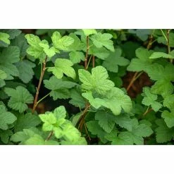 BAUHAUS Piardino Blutjohannisbeere Ribes Sanguineum, Blütenfarbe: Rosa -Gartenpflanzen Verkäufe 12 836