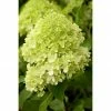 BAUHAUS Piardino Rispen-Hortensie Limelight Hydrangea Paniculata 'Limelight', Topfgröße: 60 Cm, Grün/Weiß -Gartenpflanzen Verkäufe 12 837